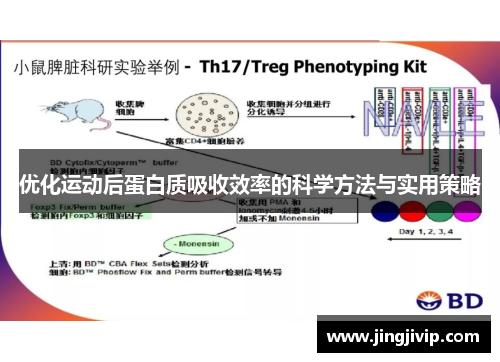 优化运动后蛋白质吸收效率的科学方法与实用策略